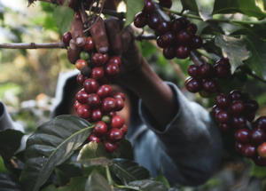 Marques Casara: Café “Nespresso”, da Nestlé, explora trabalho infantil