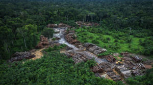 Cadeia do desmatamento: Programa Bem Viver traz mapeamento de crimes ambientais