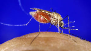Você conhece a malária? Programa Bem Viver alerta sobre os perigos da doença