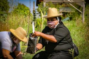 Programa Bem Viver apresenta horta agroecológica de 15 mil metros quadrados