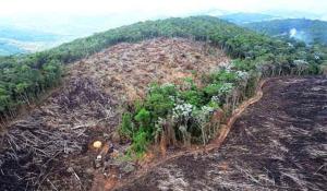 Marques Casara: A salvação da Amazônia passa pela China e pelos EUA (I)