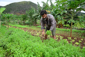 Programa Bem Viver: terra destinada à produção de alimento reduz 10 vezes nos últimos 30 anos
