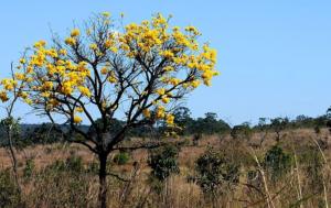 Programa Bem Viver: grilagem é uma das principais causas do desmatamento no Cerrado, diz estudo