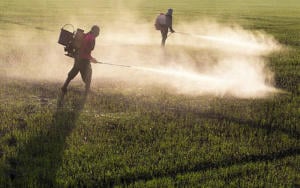 Agronegócio pressiona por liberação de agrotóxico proibido. Entenda no Programa Bem Viver