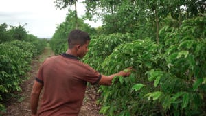 Agrofloresta, modelo mais produtivo que agronegócio, ganha espaço no Programa Bem Viver