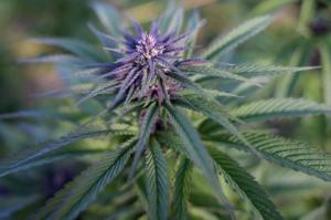 Cannabis medicinal: programa Bem Viver explica efeitos de decisão a favor do cultivo da planta