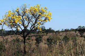 Programa Bem Viver: pesquisador leva debate sobre preservação do Cerrado para COP-27