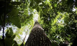 Programa Bem Viver: quais foram os impactos da paralisação do Fundo Amazônia?