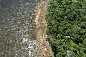 Pesquisadores criam algoritmo que prevê cenários para futuro da Amazônia com mudanças climáticas