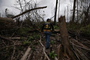 O que é o ‘ponto de não retorno da Amazônia’ e o que pode significar ele ser atingido?