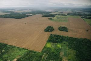 Entenda o que é monotonia agroalimentar e por que ela é uma ameaça para saúde do planeta