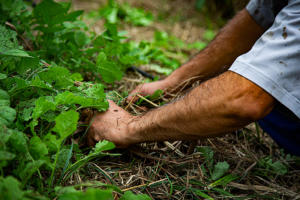 ‘Plantar floresta’: conheça experiências para produzir em abudância e superar climas extremos